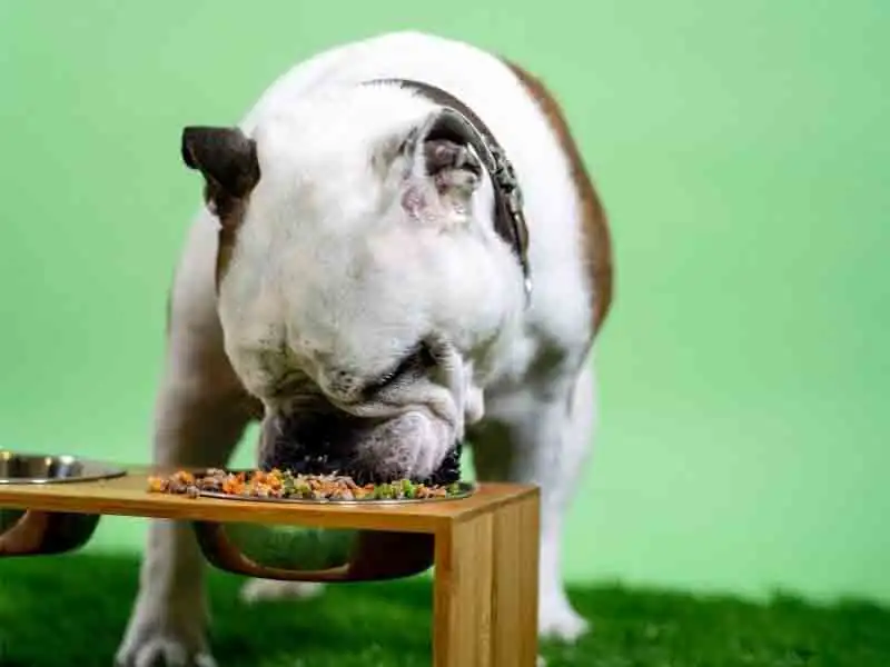 Dry foods for dogs | Best dry dog food for dogs 